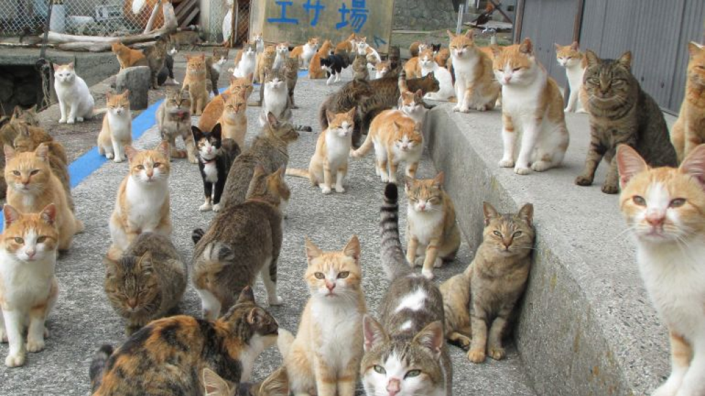 3 أشخاص و50 قطا.. سكان جزيرة يابانية في طور الاندثار