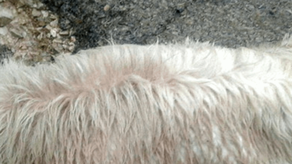 في هذه المنطقة.. نفوق أكثر من 63 حيوانا بسبب عملية تسميم!