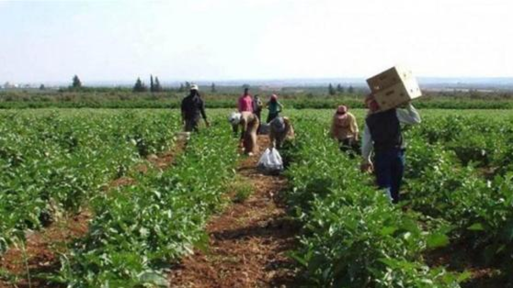 لبنان يأكل من أرضه أقل والزراعة تنزف بمئات الملايين.. فهل تستفيق الدولة؟