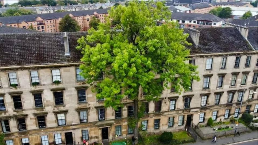 شجرة العام البريطانية تهزم المرض وتدخل المنافسة الأوروبية: قصة صمود عمرها 170 عاماً! (صور)