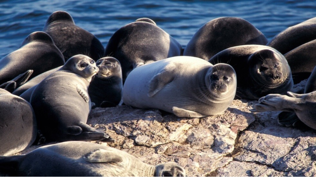 علماء يربطون نفوق الحيوانات الجماعي في بحر قزوين بحدوث زلازل تحت الماء