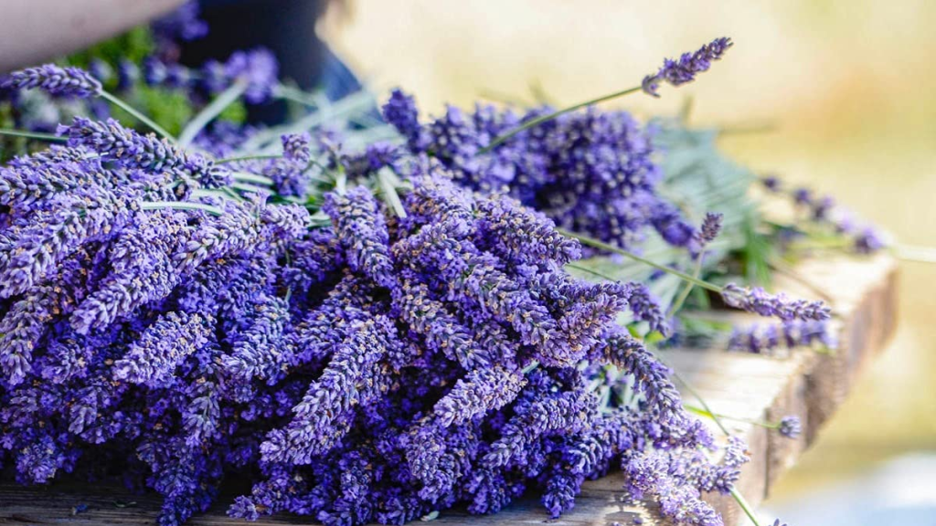 تعطير الأرضيات بالماء الدافئ وزيت اللافندر: الرائحة ستذهلكِ!