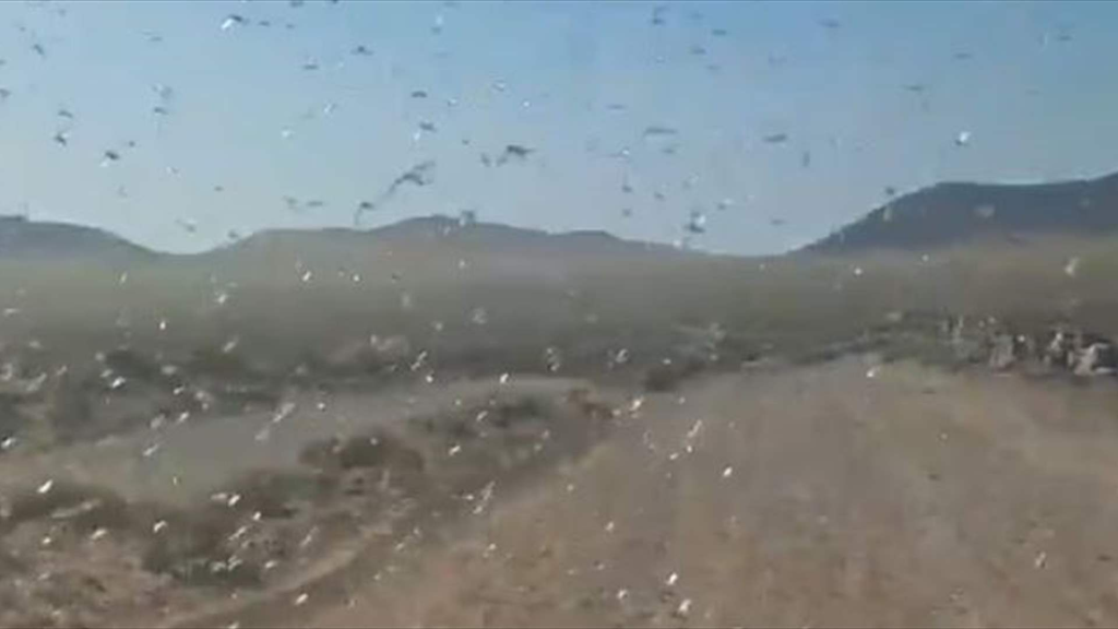 الجراد يحاصر جزر إسبانيا... غزو مخيف يثير الرعب بين السياح! (فيديو)