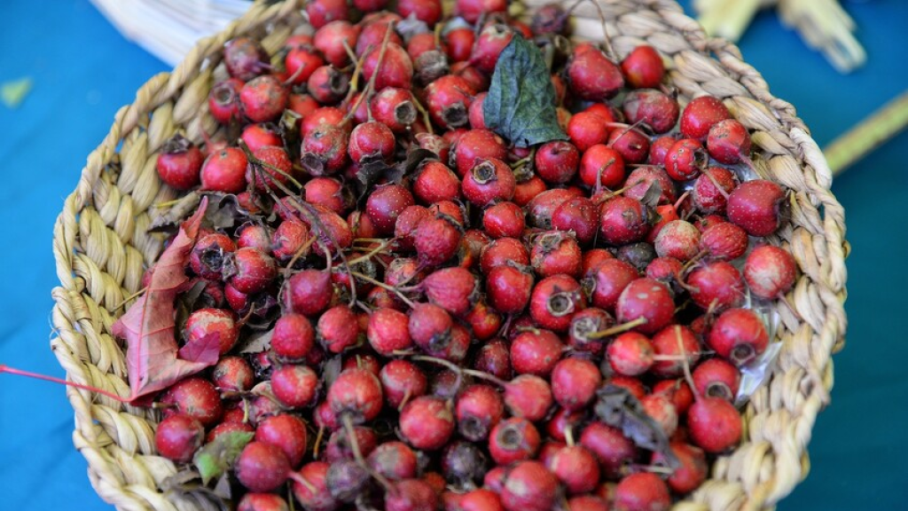 ثمار الزعرور تحمي الكبد من تراكم الدهون