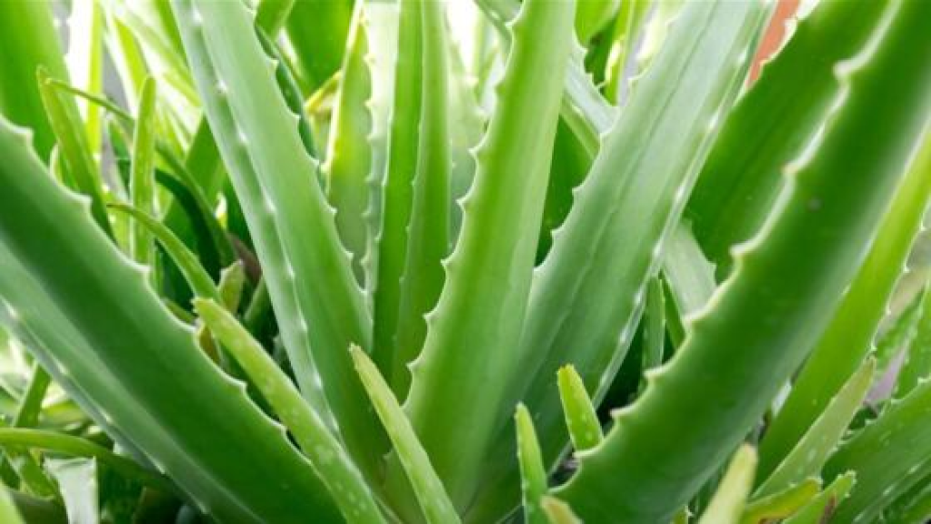 أوراق الأوليفرا.. ما علاقتها بـعلاج الخرف؟