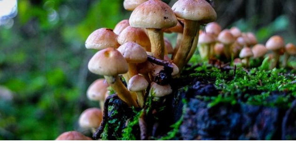 غني بالبوتاسيوم ومضادات الأكسدة.. وفوائد الفطر تتجاوز مجرد الطعم