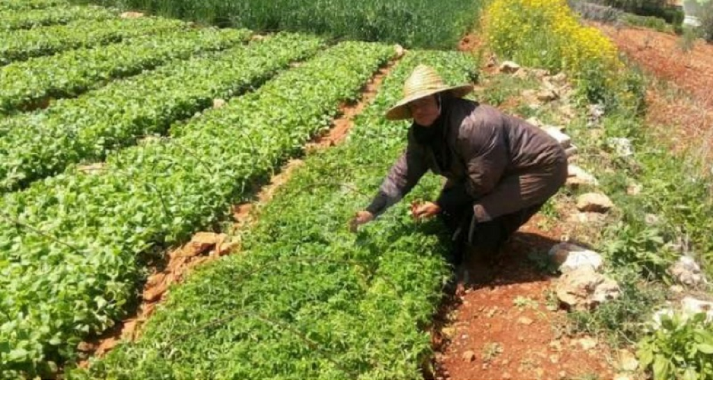 مزارعو عكار يؤيدون قرار تنظيم استيراد البطاطا