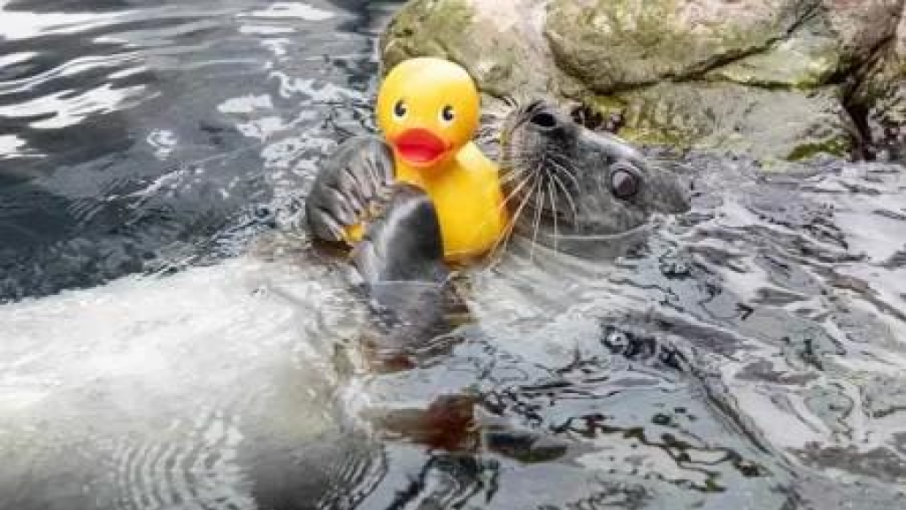 فقمة فضولية تتصدر الإنترنت مع بطتها المطاطية (فيديو) 