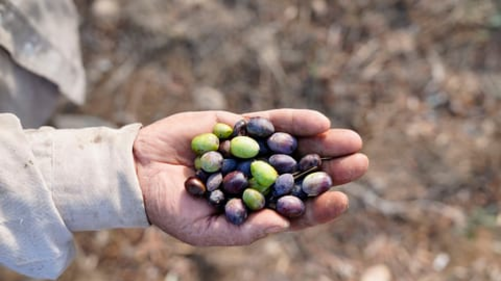 تضرّر 22 في المئة من المساحات المزروعة في لبنان!