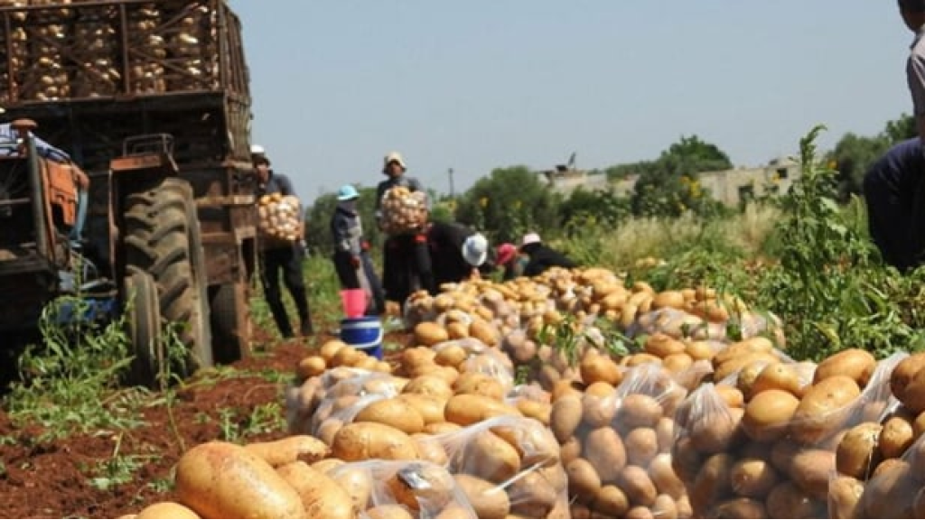 وزارة الزراعة تتدخل لكبح أسعار البطاطا