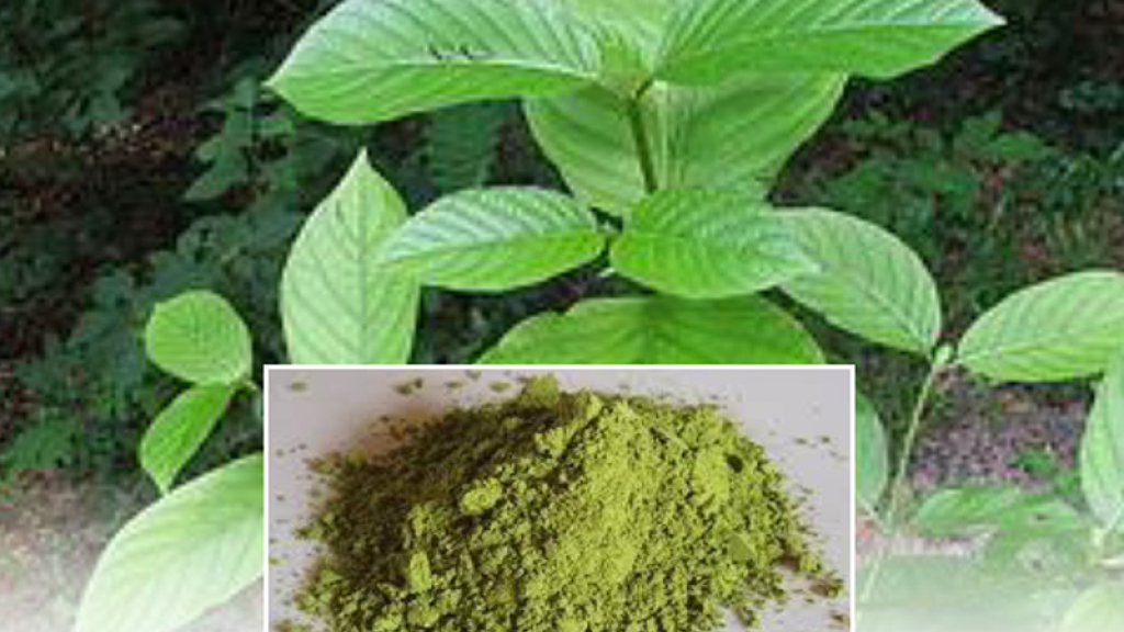 عشبة القرطوم..ما علاقتها بالمواد المخدرة التي تسبب الإدمان؟