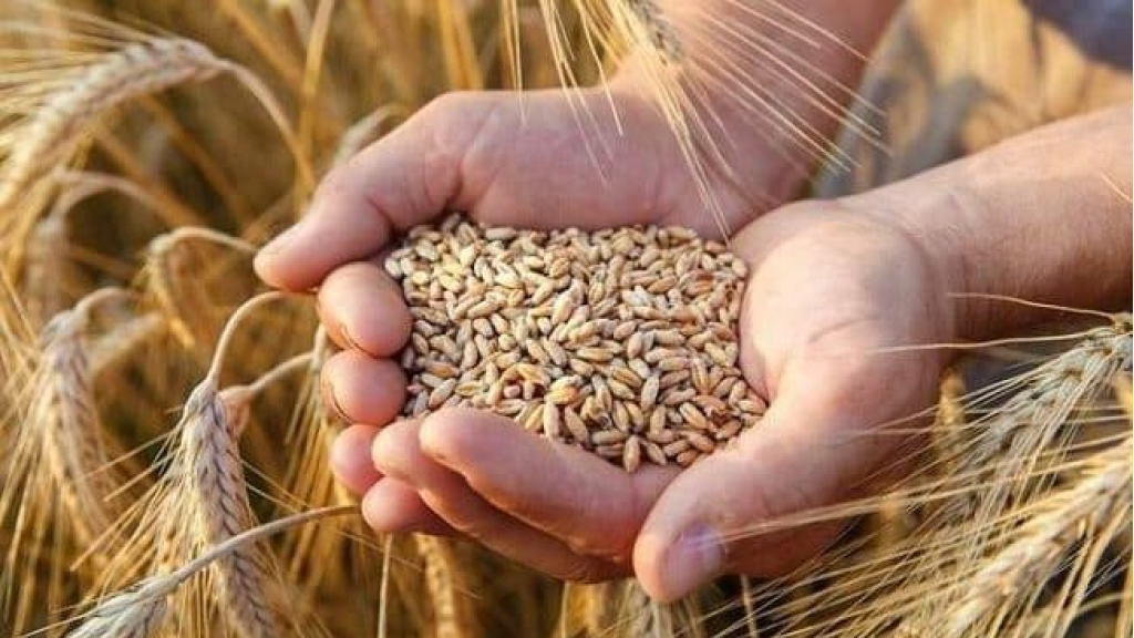 القمح ينخفض 3% والذرة تتراجع مع إعلان ترامب وقف إطلاق النار