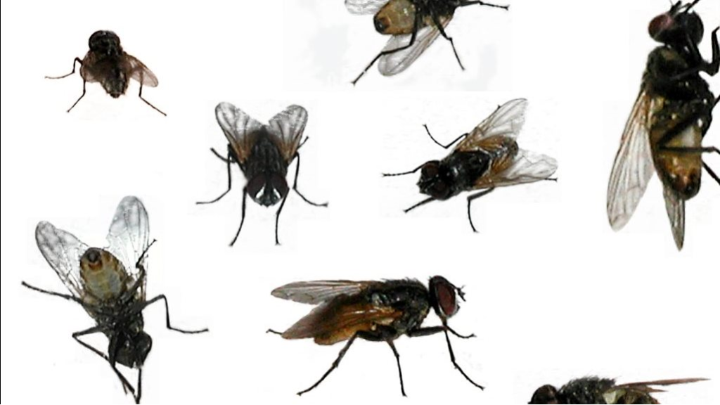 غزو الذباب يهاجم المنازل.. حلول طبيعية تخلصك منه فورًا