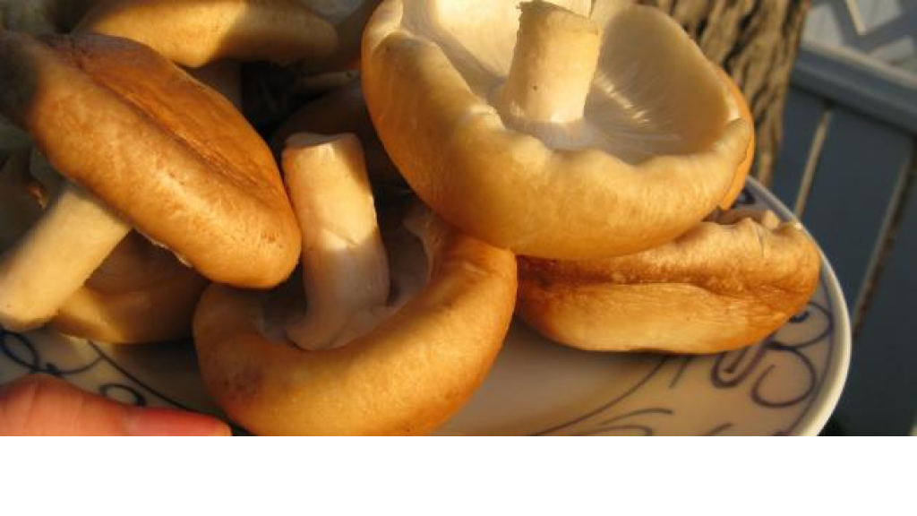 كيفية طهي الفطر الطازج