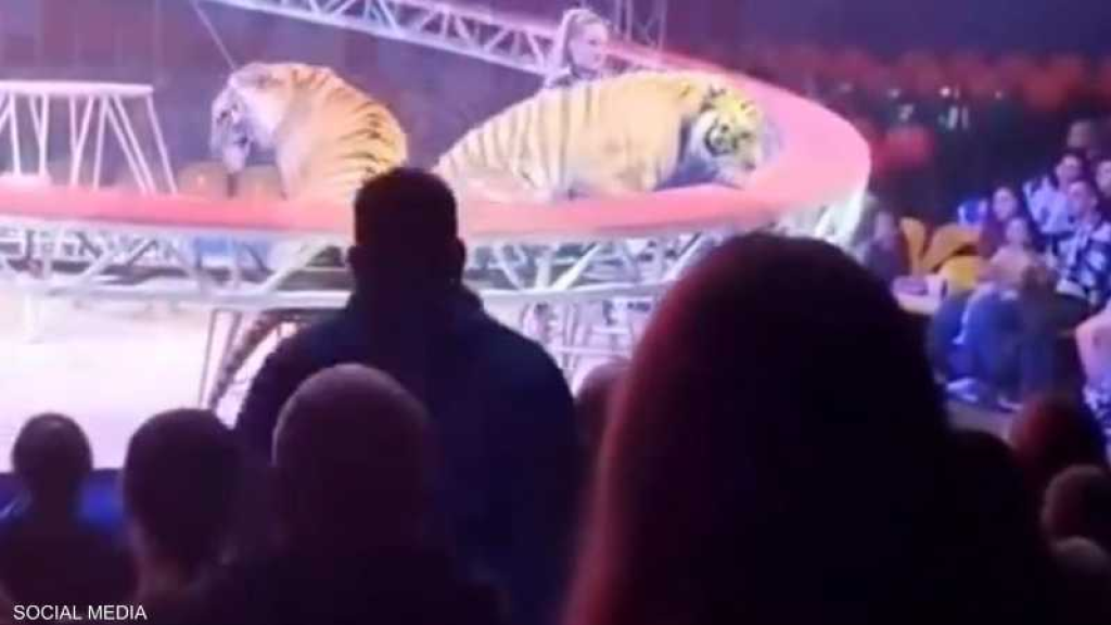 فيديو مخيف.. نمر يهرب من سياج السيرك إلى منطقة المتفرجين