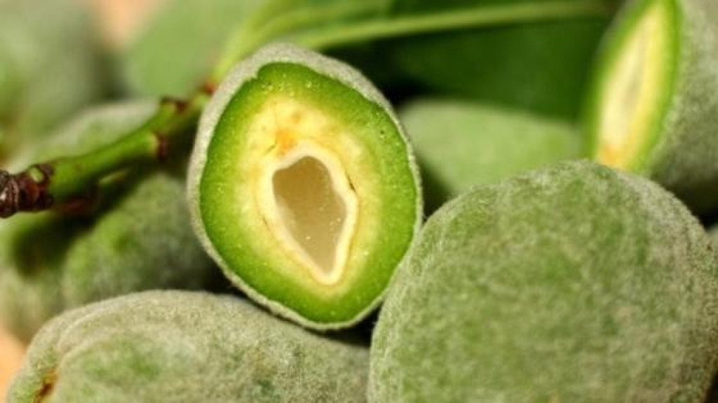 لمحبي اللوز الأخضر.. فوائد قد لا تعرفونها