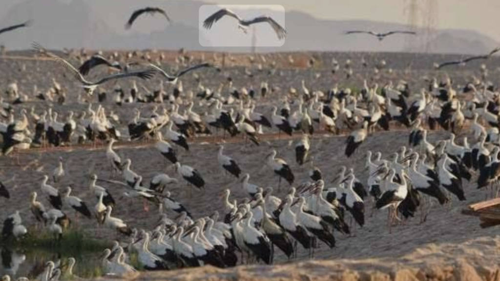 طائر اللقلق يحطّ رحاله في مشمش - عكار خلال هجرته نحو أوروبا