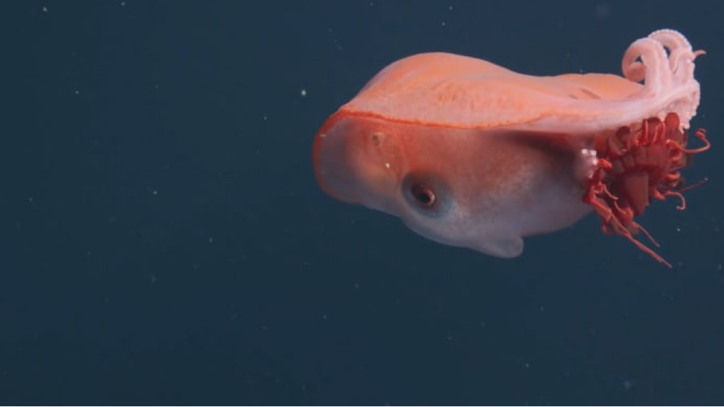 أدلة نادرة تكشف عن أخطبوطات عملاقة من عصر الديناصورات