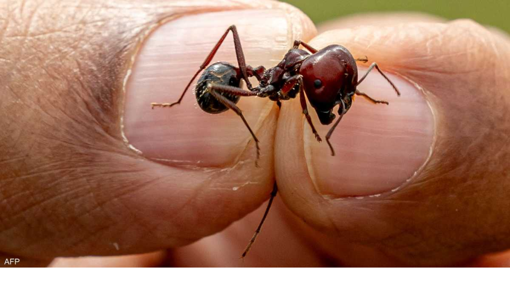 اصطياد هذه الحشرة يعرضك للاعتقال في كينيا