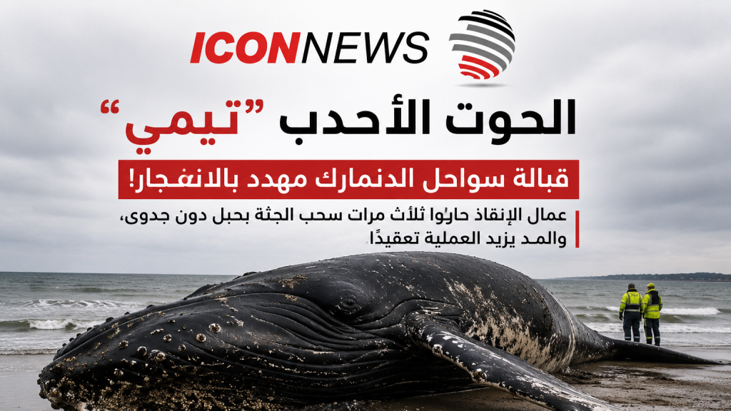 الحوت الأحدب “تيمي” يثير الذعر قبالة الدنمارك… وجثته مهددة بالانفجار!