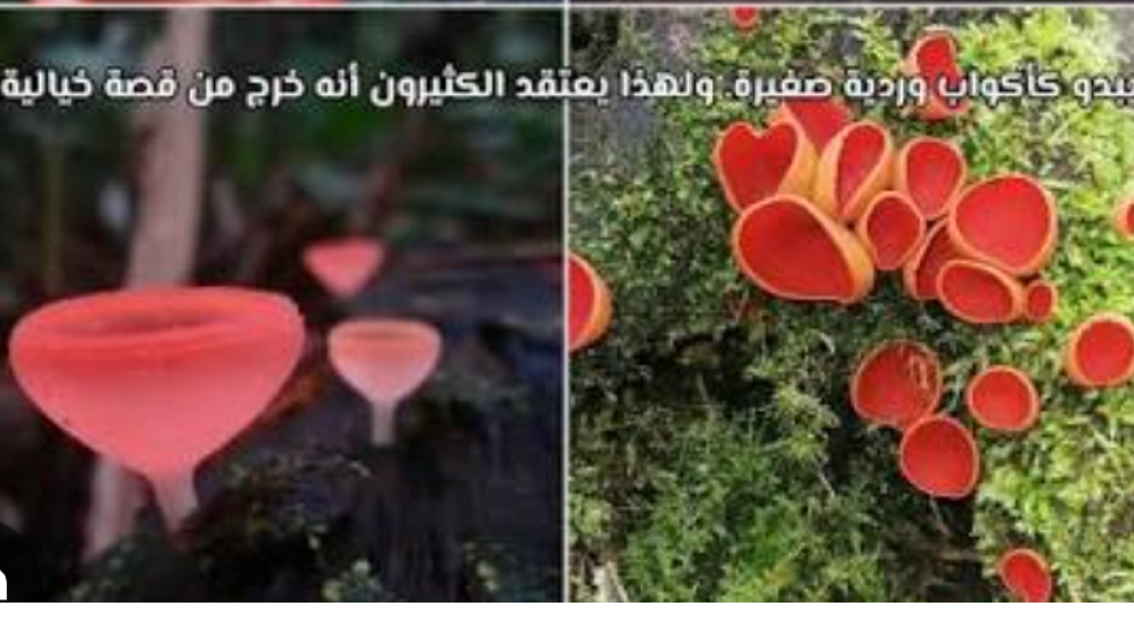 يشبه الفنجان.. فطر أحمر يثير الفضول بقلب الطبيعة في لبنان