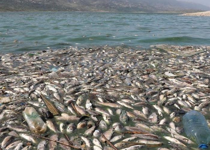 وزارة الصحة تنبه من خطورة استهلاك أسماك غير معروفة المصدر