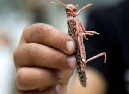 فياجرا طبيعية وعلاج فعال لأمراض المفاصل ..تعرف على فوائد الجراد السعودي