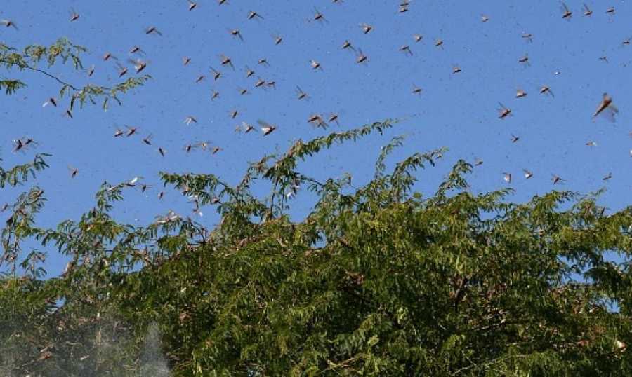  محافظ البقاع يعطي توجيهاته بمتابعة رصد أسراب الجراد