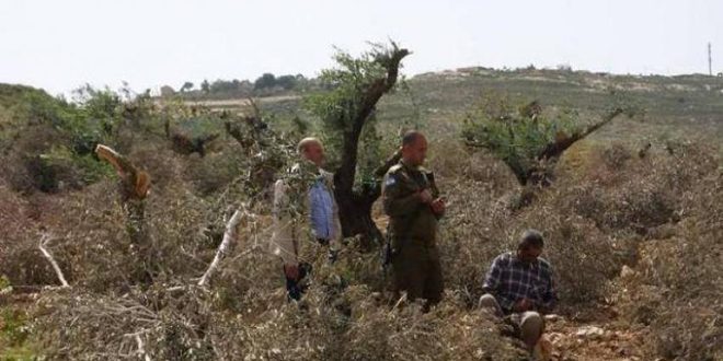 مستوطنون إسرائيليون يقطعون مئات الأشجار شمال شرق رام الله